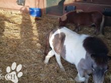 ponys2.jpg