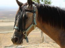 Turron_0651.jpg